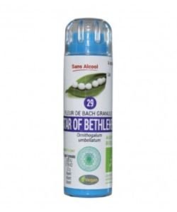 Star of Bethlehem (29) ALCOHOL FREE